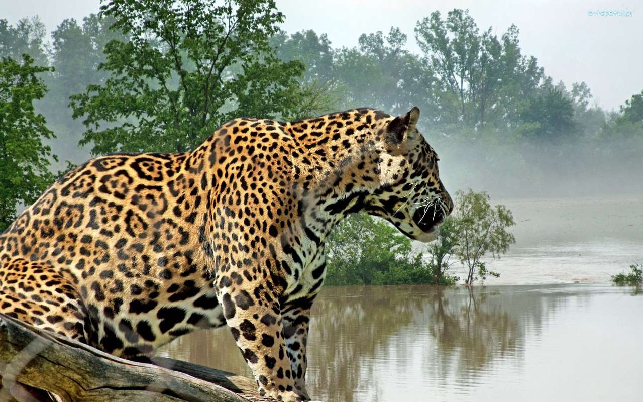 Jaguar na tle jeziora z mgłą puzzle online