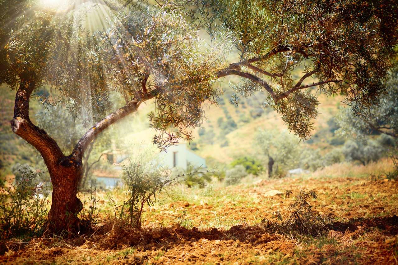 Olive Trees puzzle online