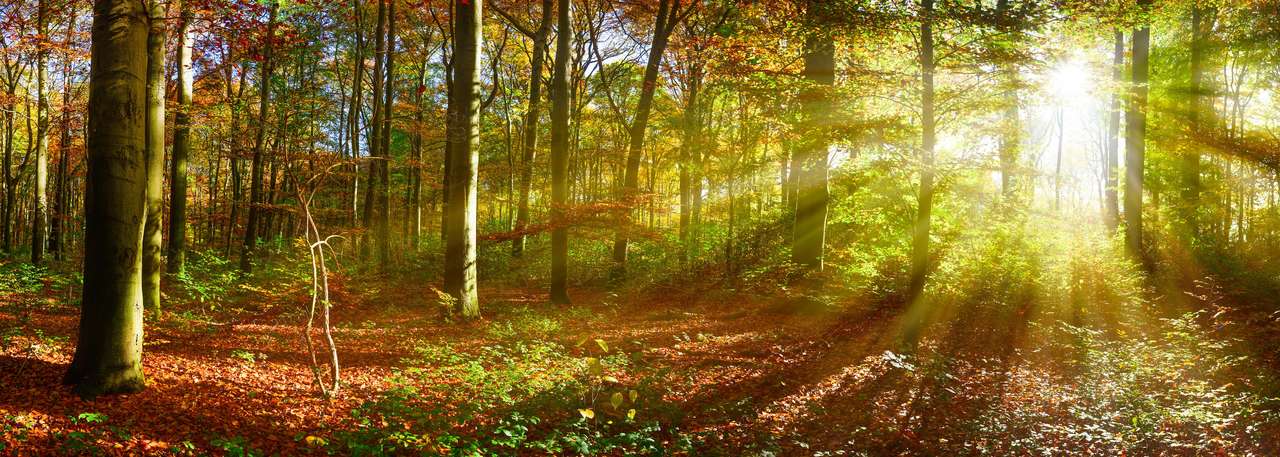 Jesienny las w słońcu puzzle online