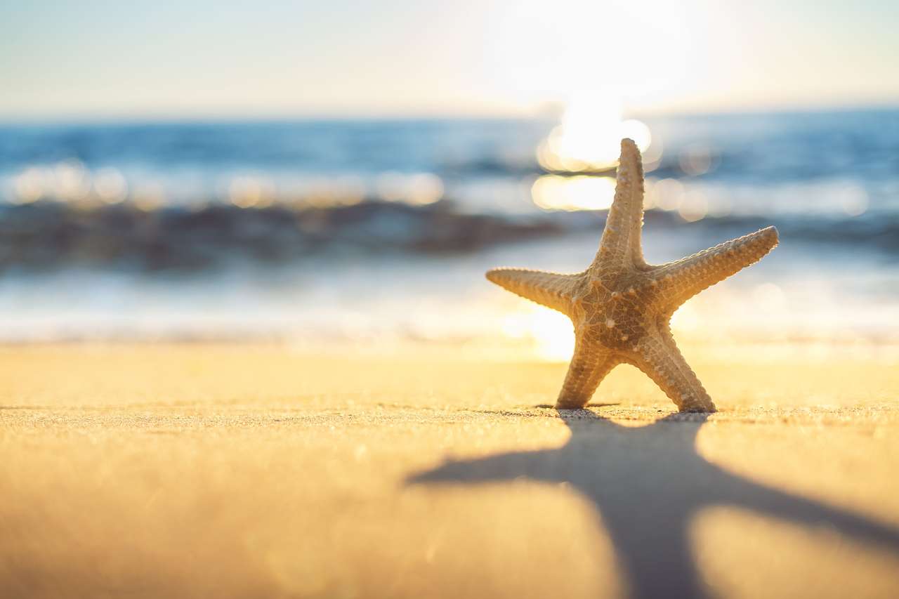 Rozgwiazda na plaży puzzle online