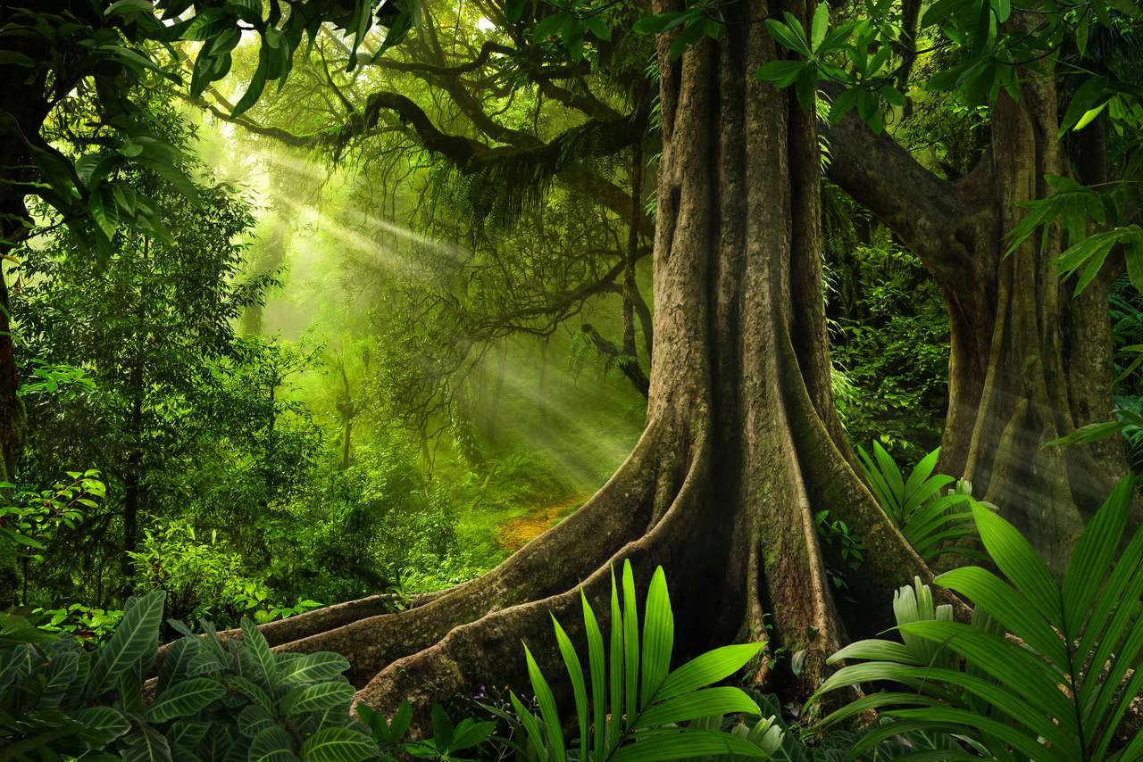 Tropikalny las deszczowy w dżungli puzzle