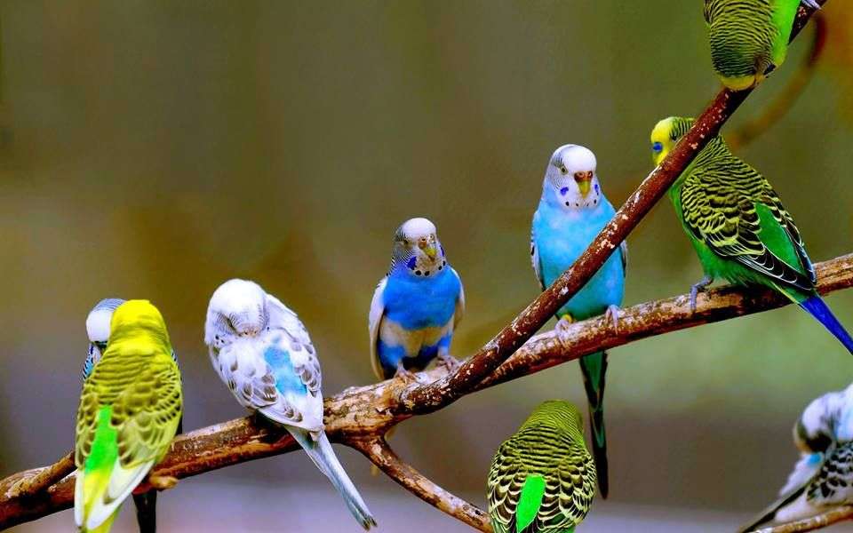 Małe australijskie papugi puzzle online