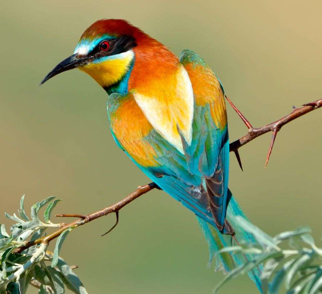 Kolorowy ptak puzzle online