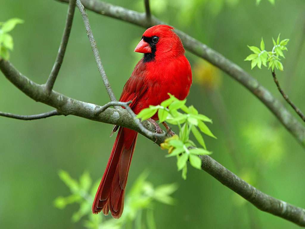Czerwony ptaszek na gałęzi puzzle online