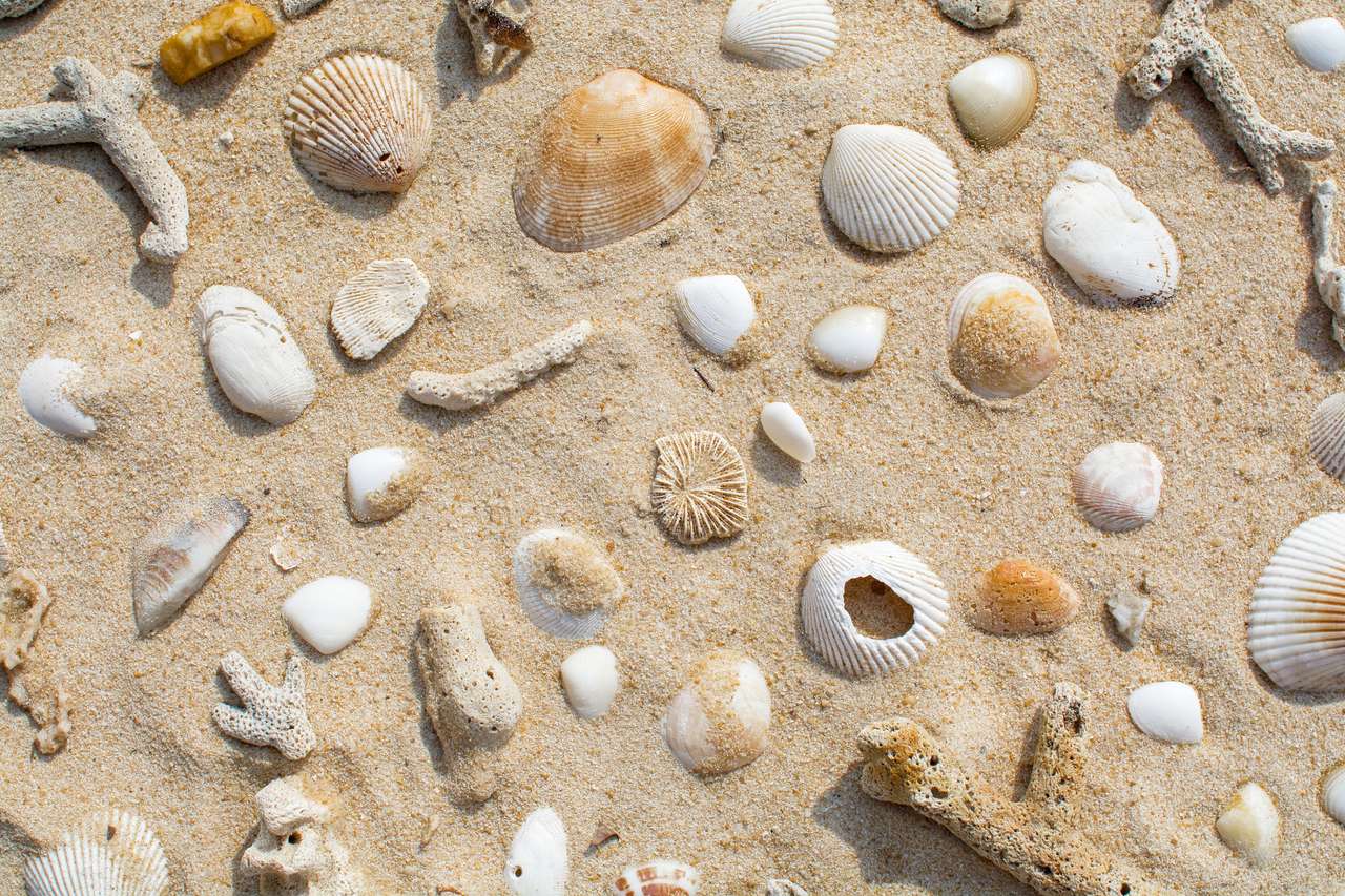 Seashells. puzzle online