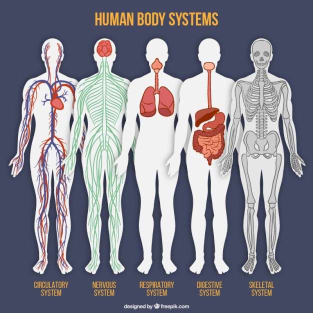 5 ważnych systemów ludzkiego ciała puzzle online