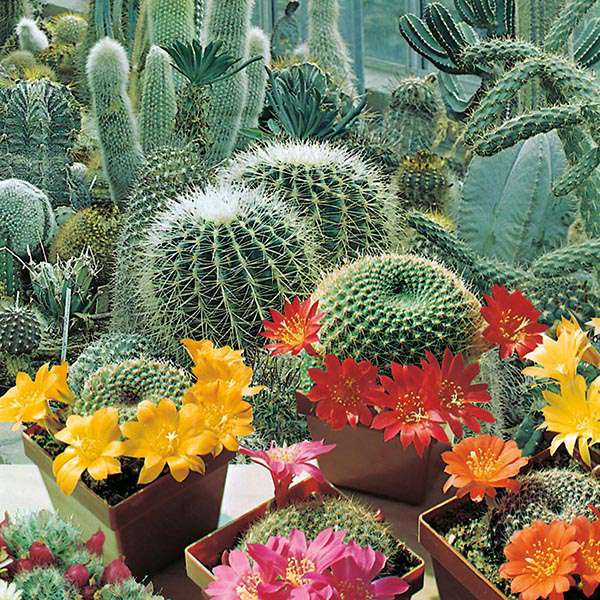 Kwitnące kaktusy puzzle online