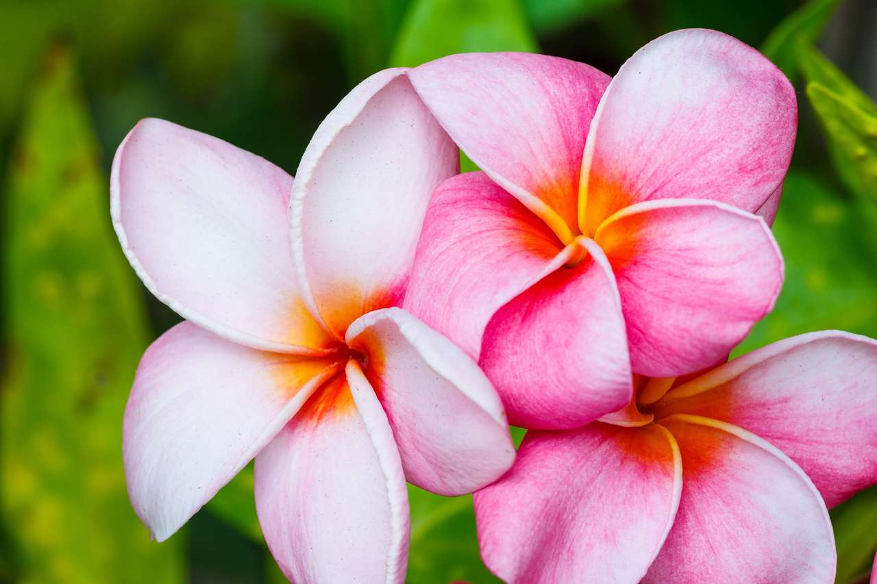 Hawajskie kwiaty Plumeria. puzzle online