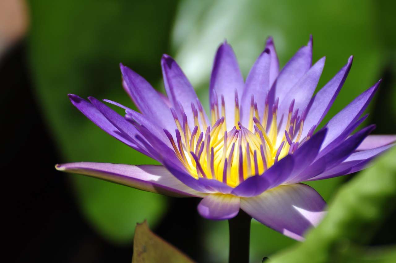 Egzotyczny kwiat lotosu puzzle online