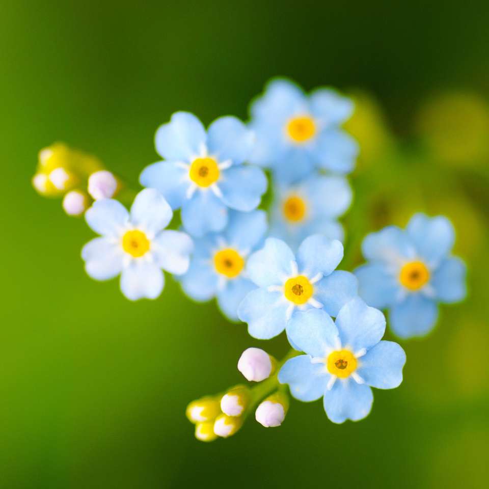 Niebieskie małe kwiaty puzzle online