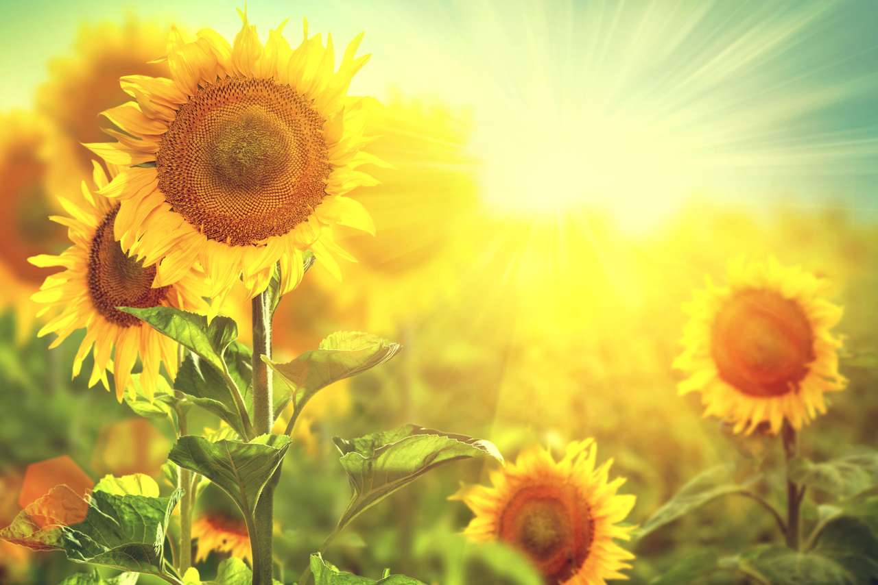 Piękne słoneczniki kwitnące na polu puzzle online