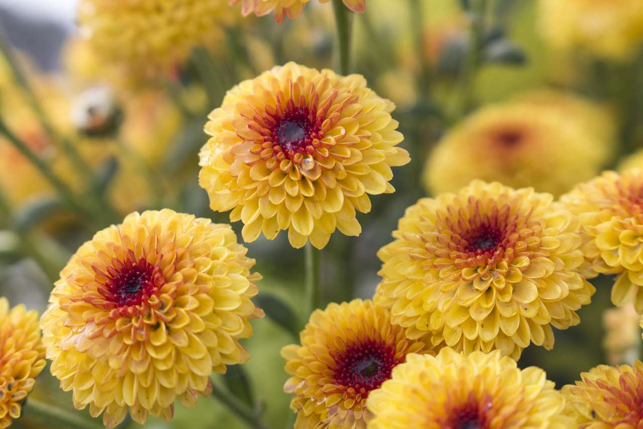 Żółte kwiaty chryzantemy puzzle online