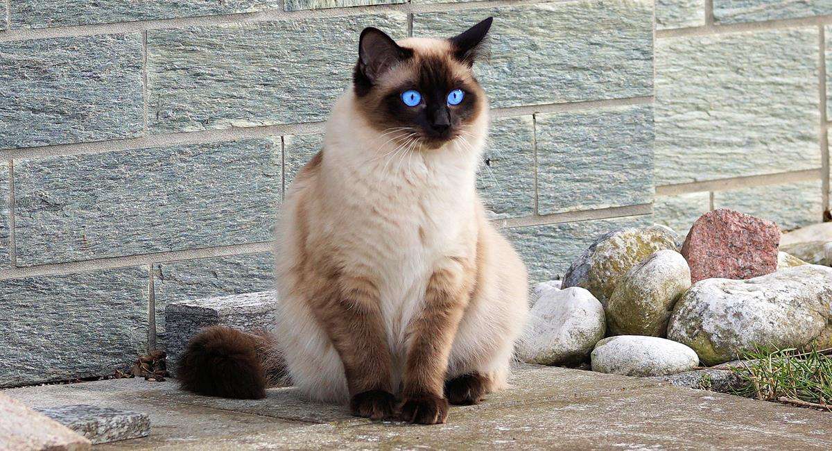 Kot o niebieskich oczach puzzle online
