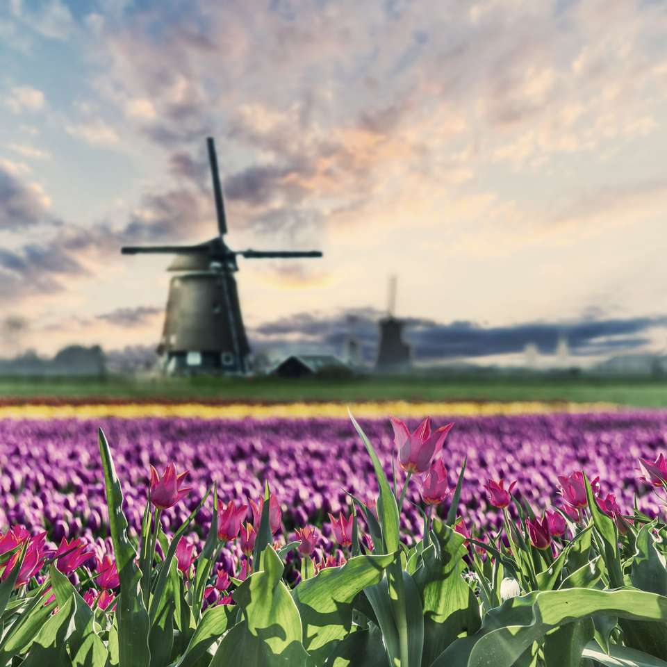 Krajobraz Holandii puzzle online