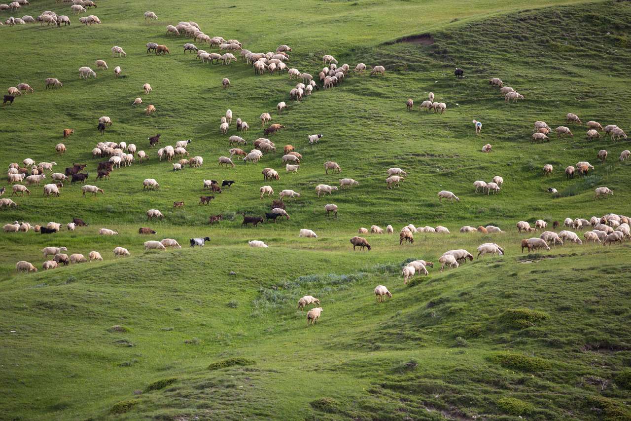 Un gregge di pecore che mangia erba puzzle