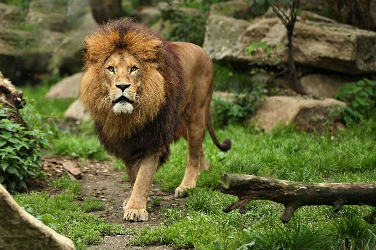 Azjatycki mężczyzna lwa w naturalnym środowisku puzzle online