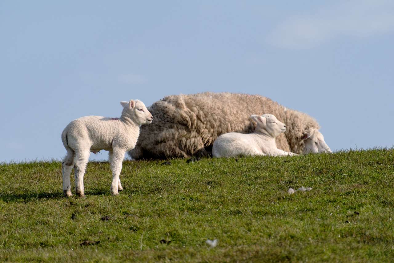 Owce i jagnięcina na grobli puzzle online
