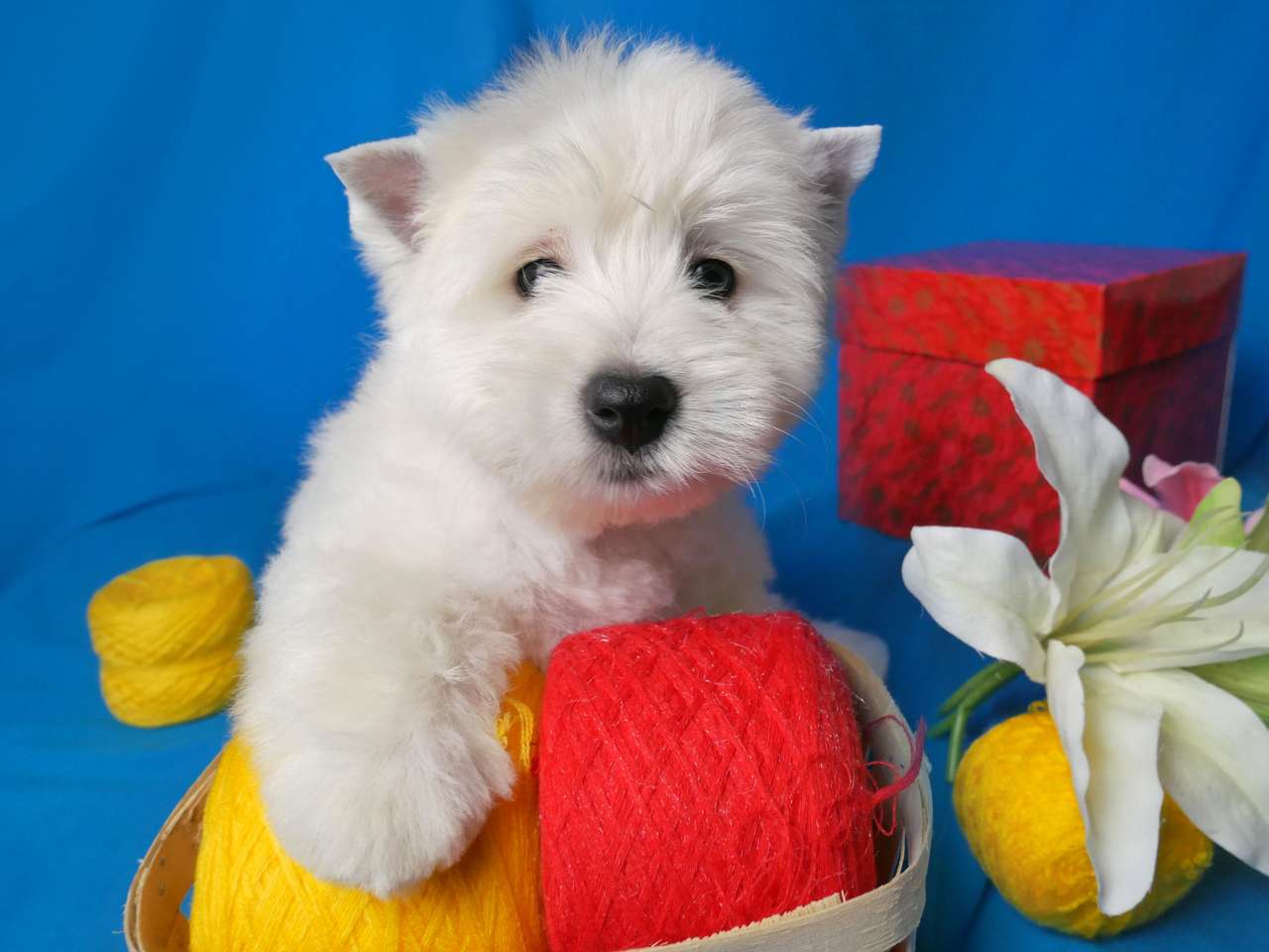 Biały Puppy Dog Highland West Highland puzzle online