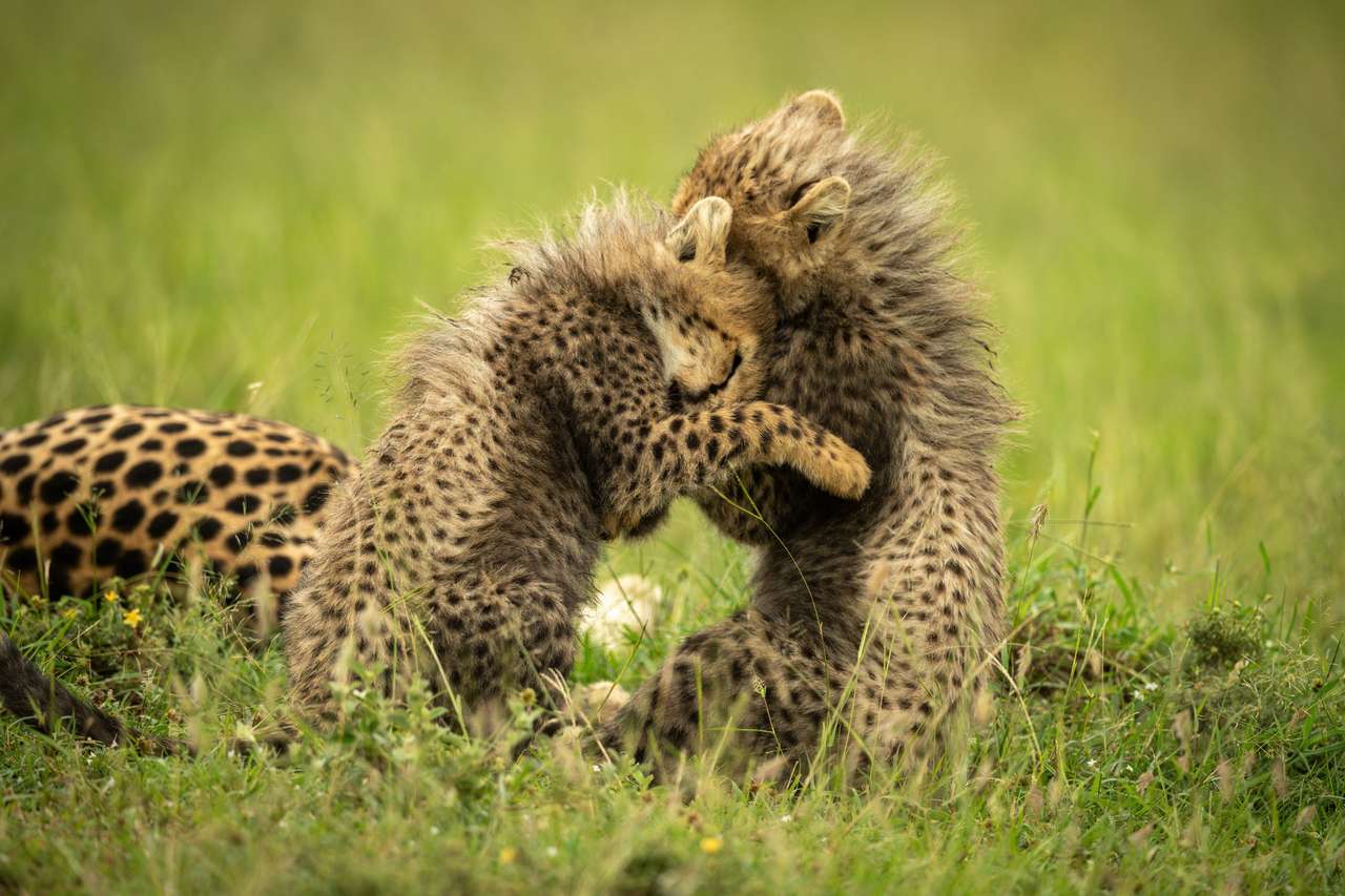 Cheetah Cubs. puzzle online