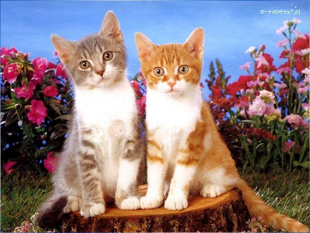Dwa rudo- białe kotki puzzle online