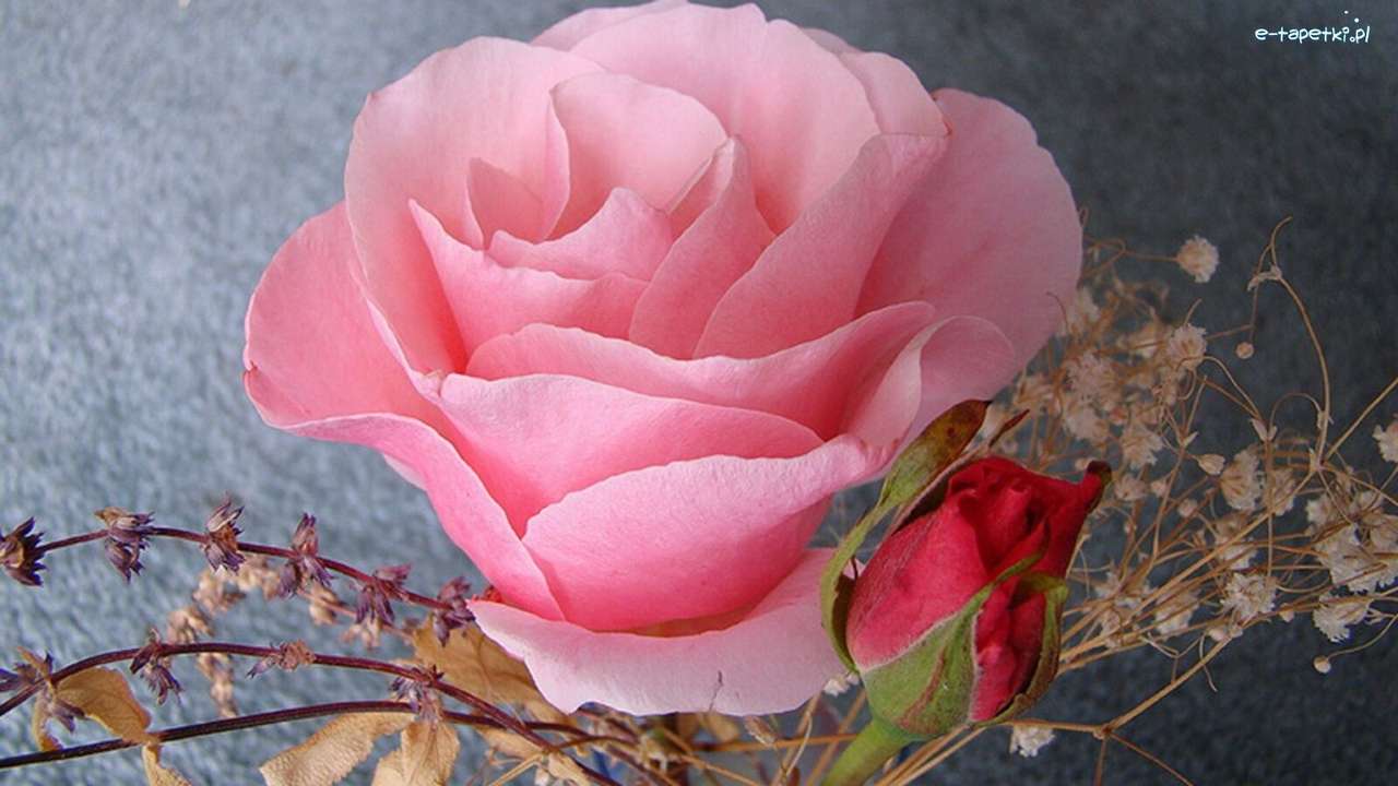 Różowa róża puzzle online