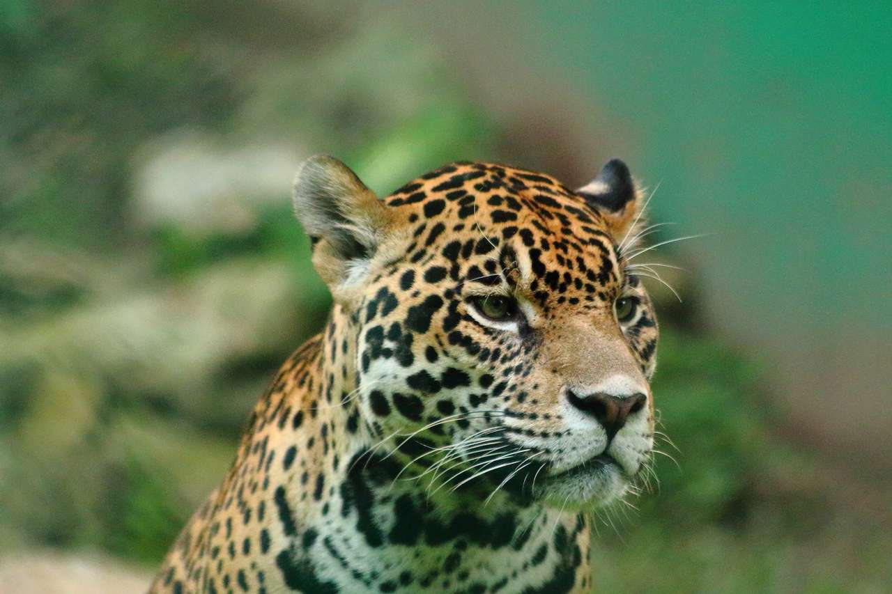 Jaguar w swoim siedlisku puzzle online