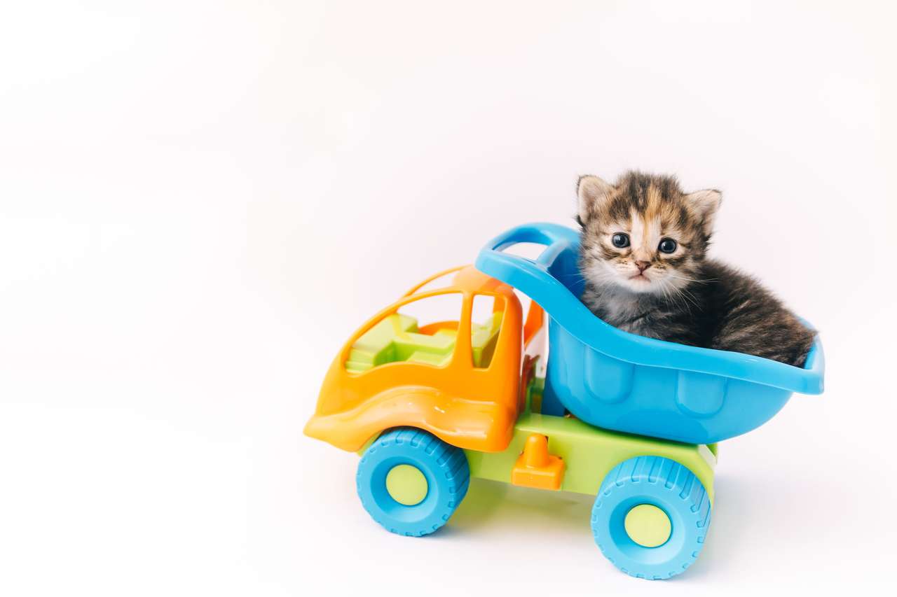 Kotek siedzi wewnątrz niebieskiej zabawka ciężarówki puzzle online