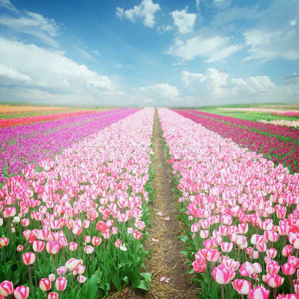 Pole z kolorowymi tulipanami puzzle online