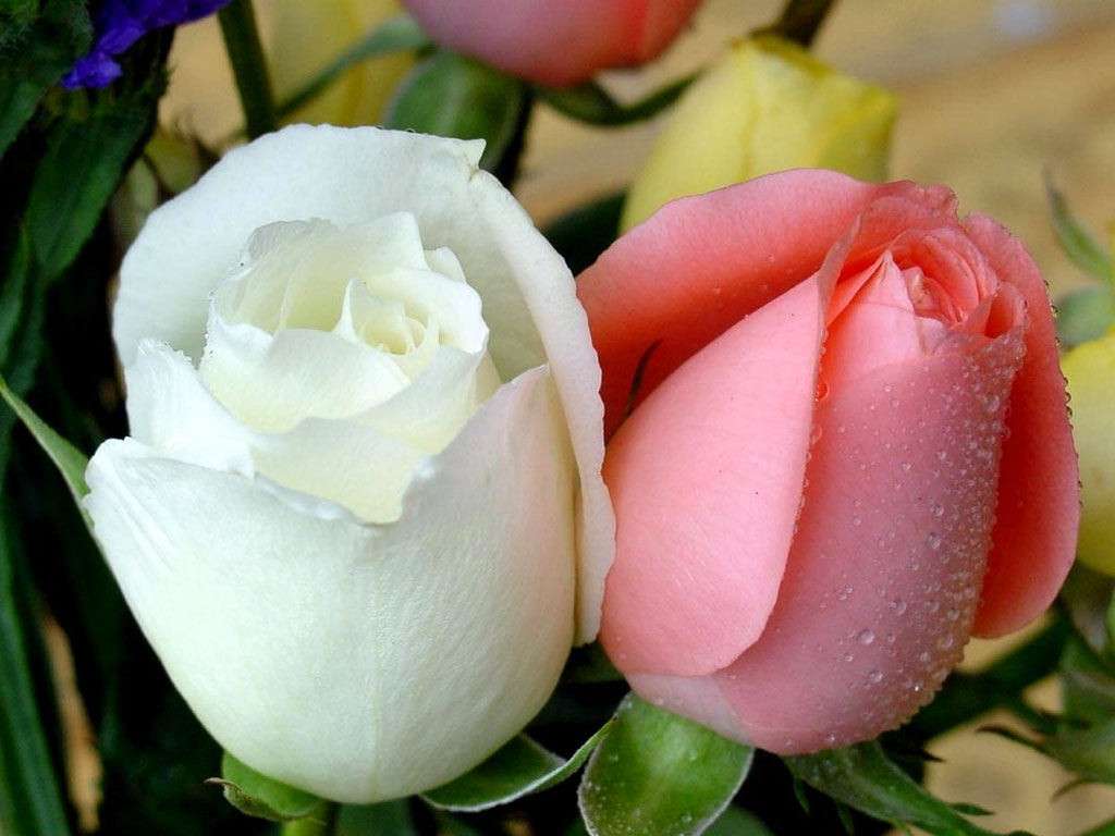 Biała i różowa róża puzzle online