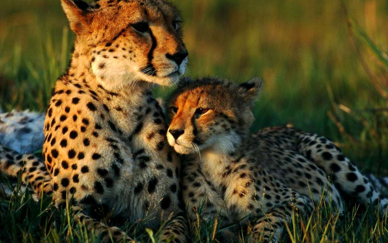 Mama i baby gepard puzzle online