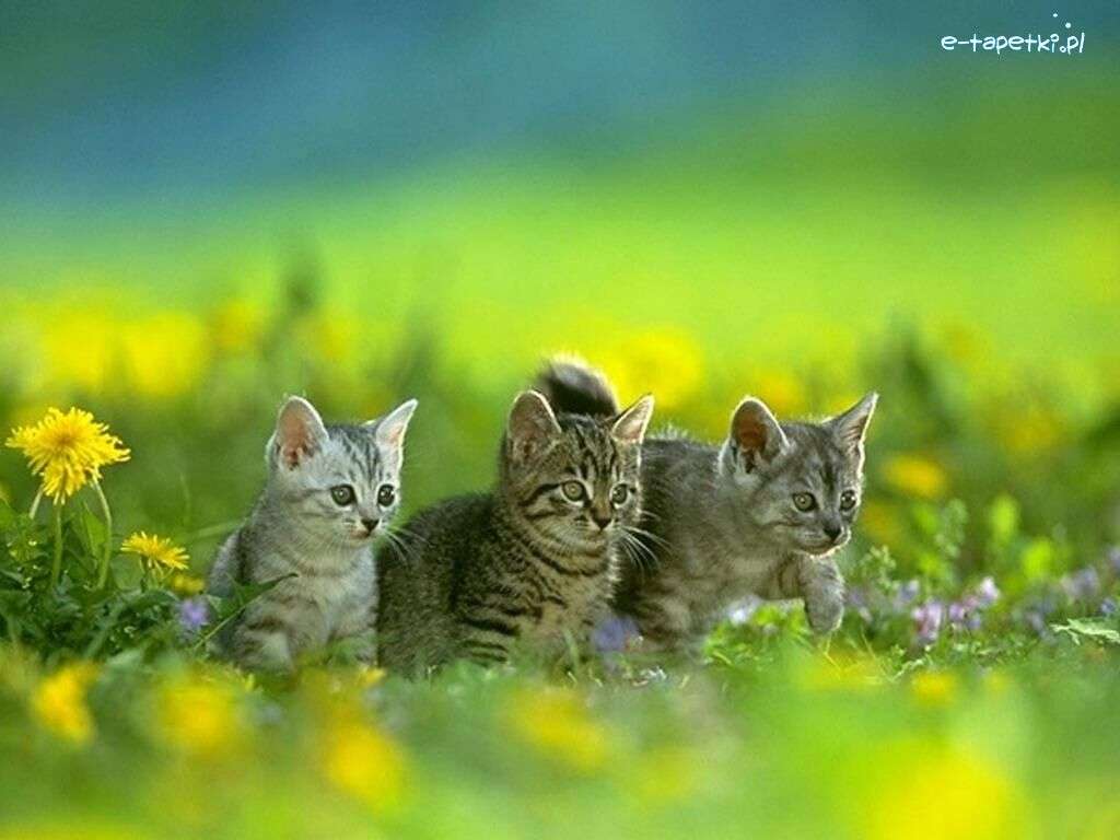 Trzy słodkie kotki puzzle online