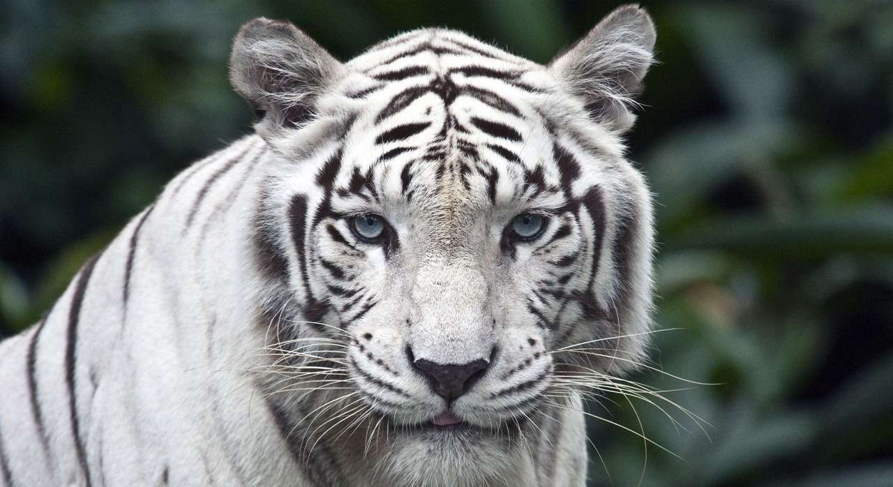 biały Tygrys puzzle online