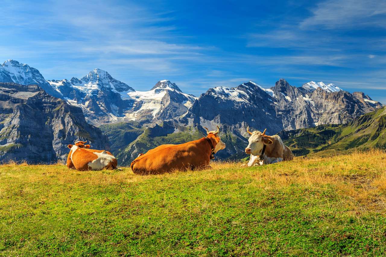 Krowy pasące się na łące i wysokich śnieżnych górach puzzle online