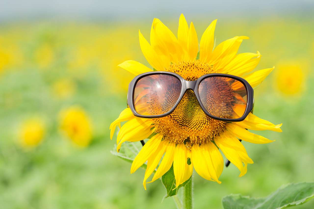 Słonecznik nosi okulary :) puzzle online