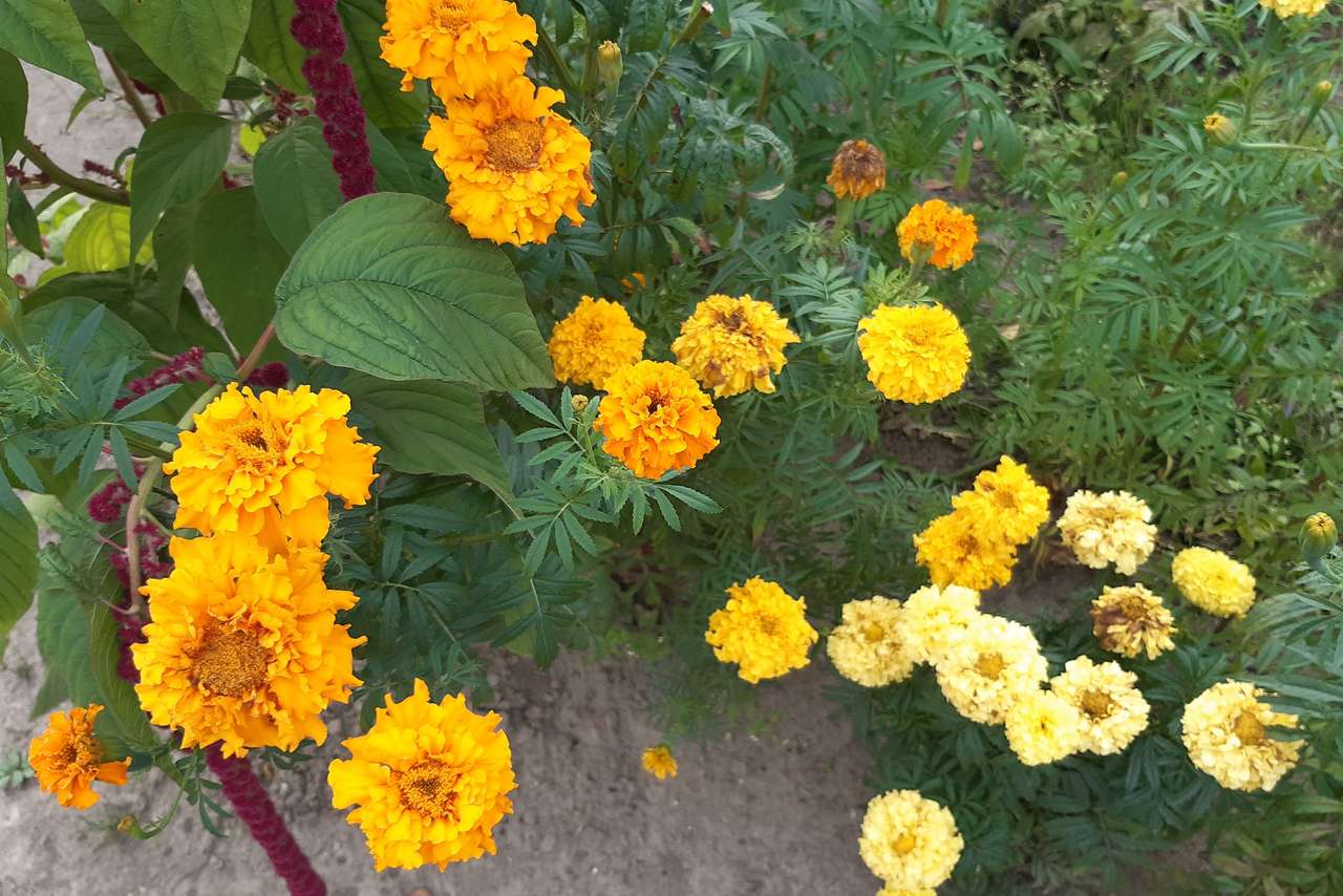 żółte kwiaty na klombie puzzle online