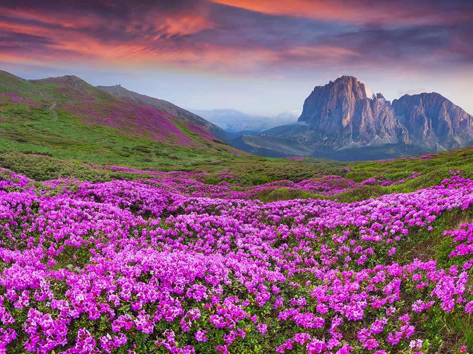 Łąka kwiatów w górach puzzle online