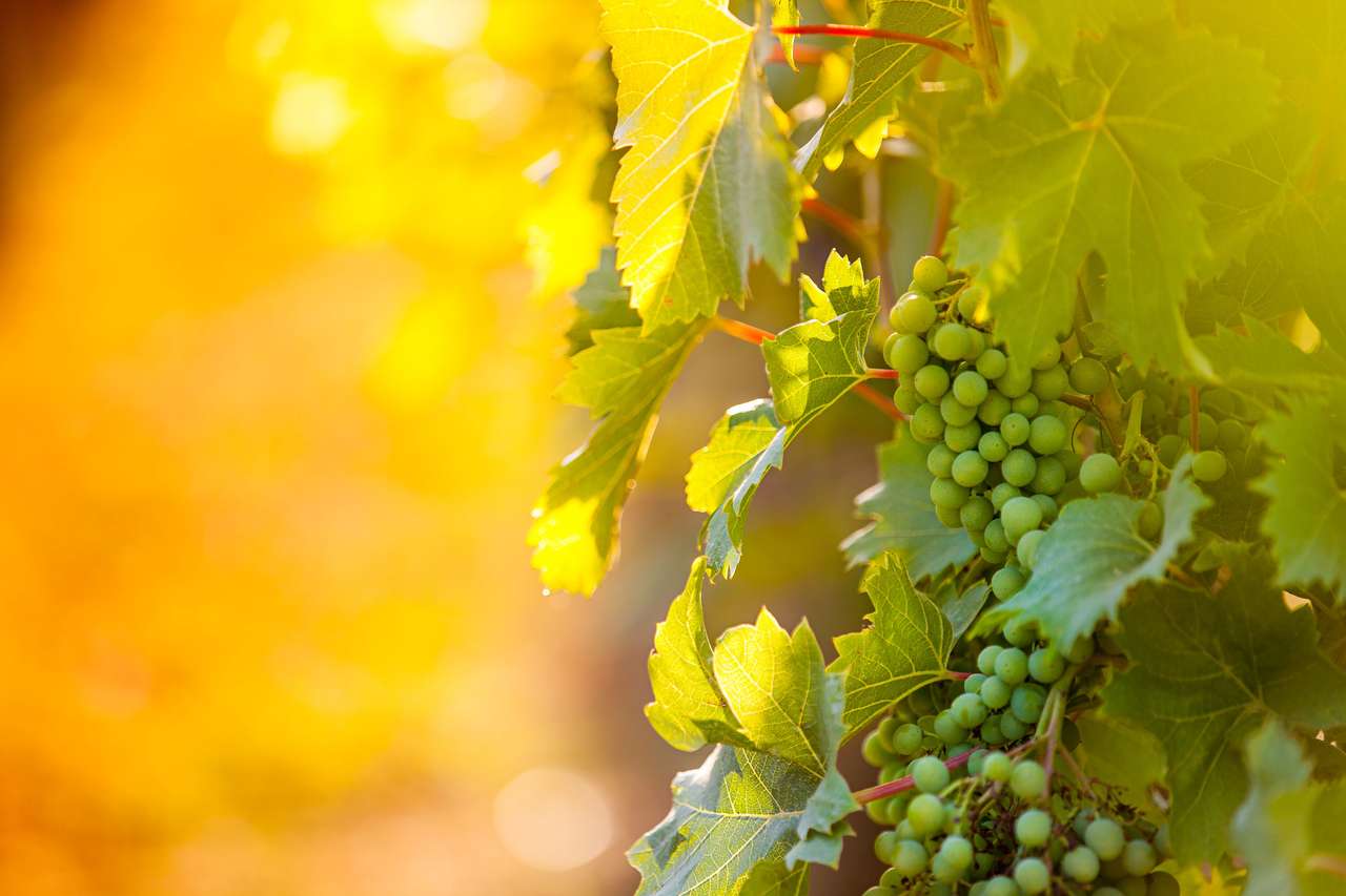 Biali winogrona w winnicy, Chorwacja puzzle online