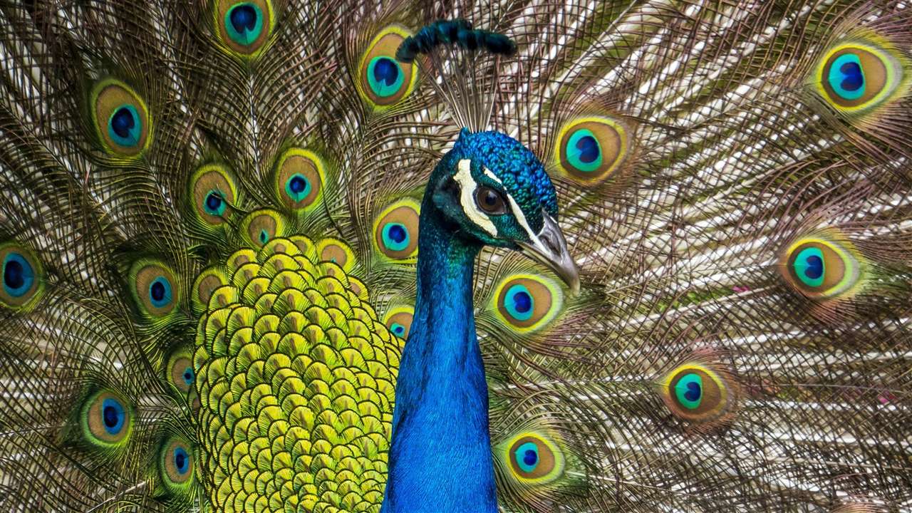 Blue Peacock. puzzle online