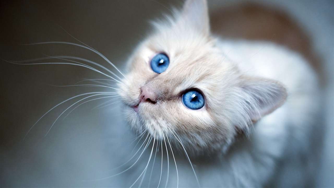 Blue-Eyed White Kitten puzzle online