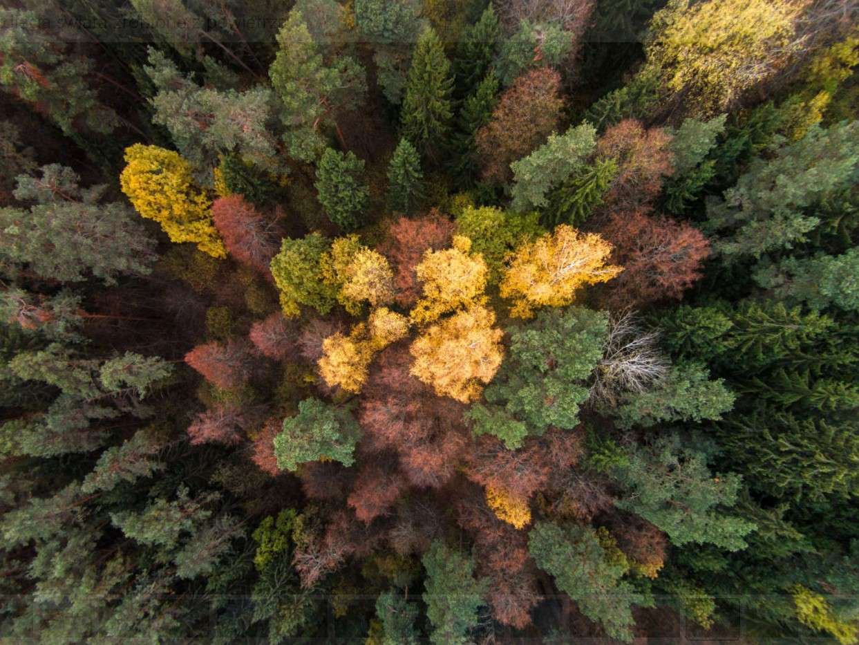 Jesień na Litwie puzzle online