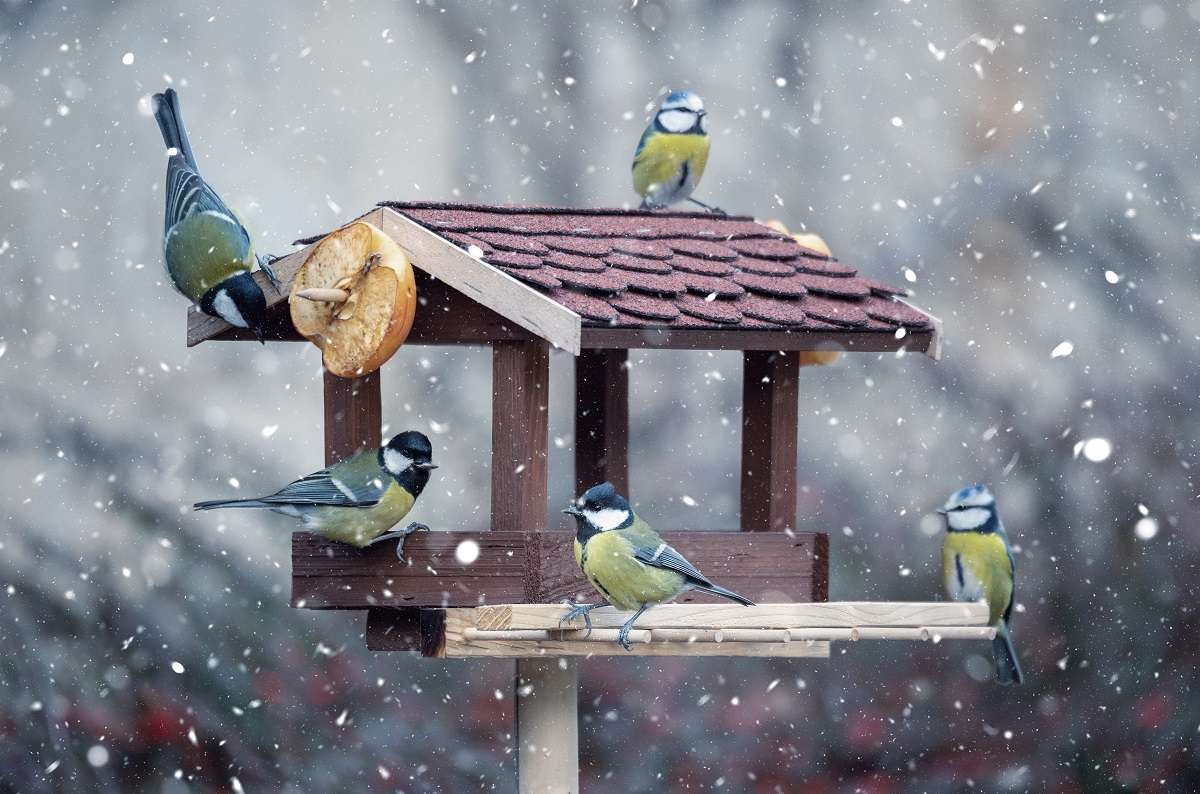 Ptaki zimą puzzle online