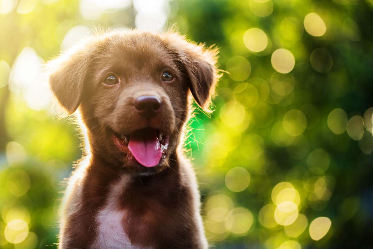 Cute Brown Retriever Puppy Dog puzzle online