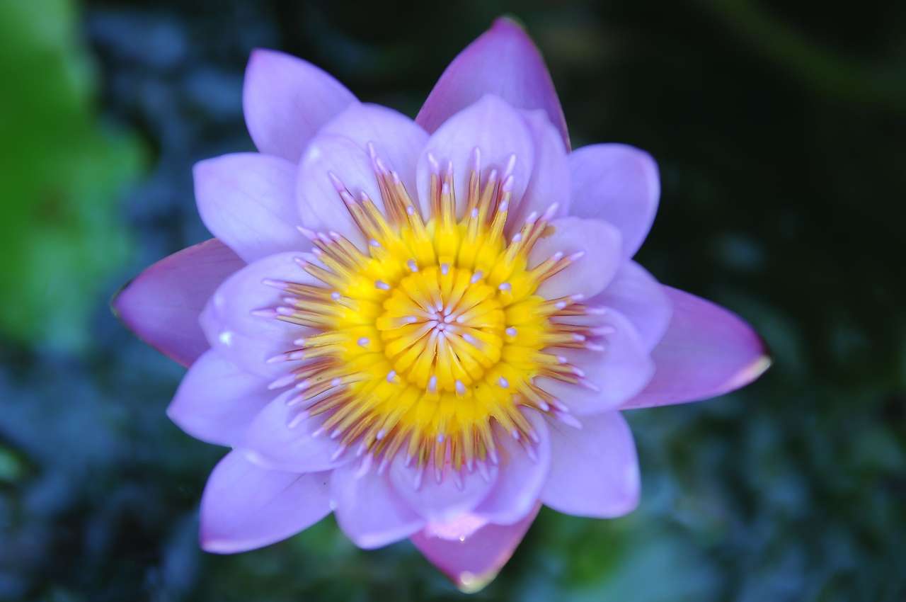 Kwitnący egzotyczny pyłek lotosu puzzle online