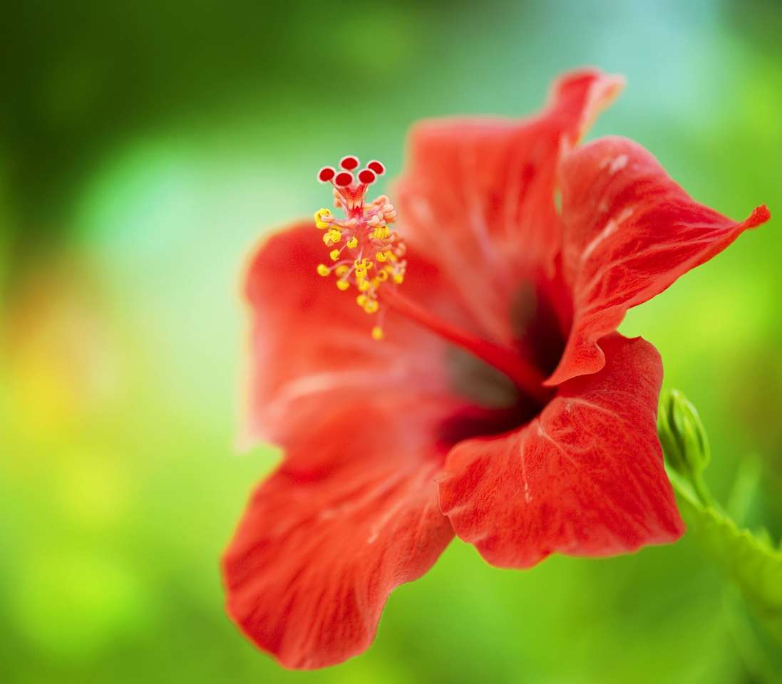 Tropikalny kwiat hibiskusa puzzle online