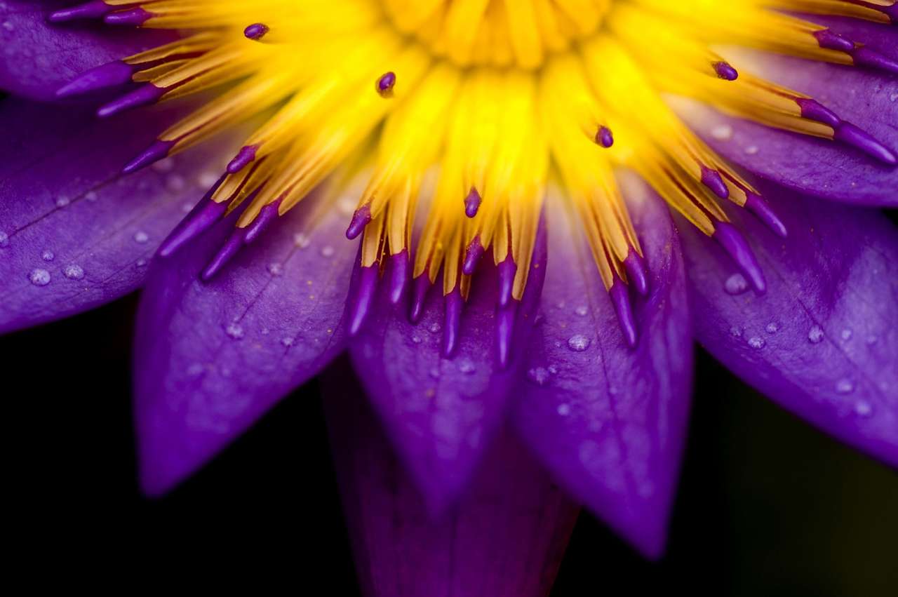 Niesamowite zbliżenie pięknego lotosu puzzle online
