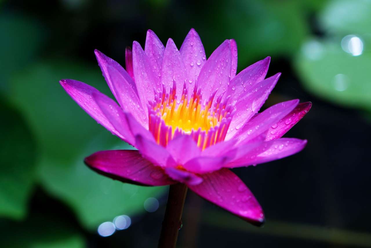 Lily wodne w ogrodzie botanicznym puzzle online