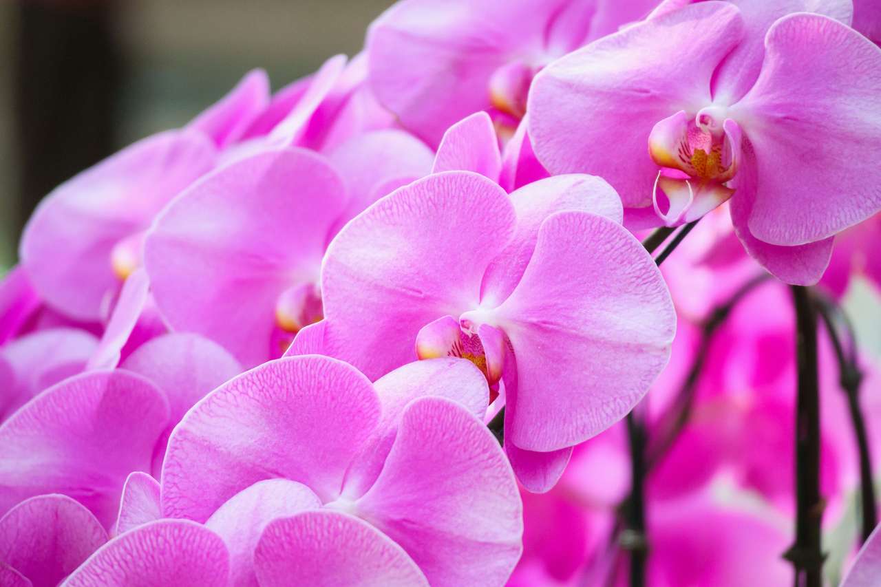 Kwitnący kwiat orchidei Phalaenopsis puzzle online
