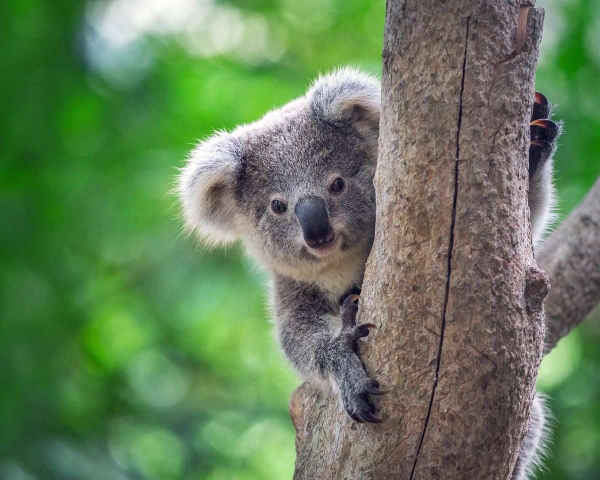 Baby koala bear on the tree puzzle