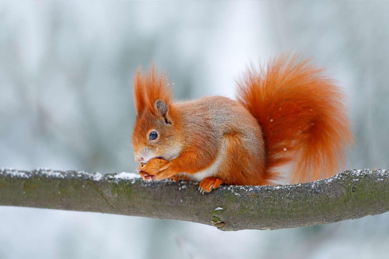 Śliczna pomarańczowa czerwona wiewiórka zjada nakrętkę puzzle online