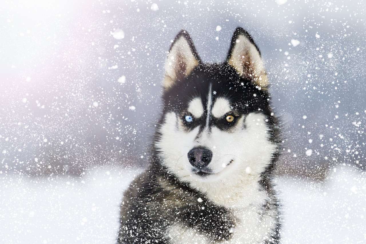Husky z kolorowymi oczami podczas opadów śniegu puzzle online